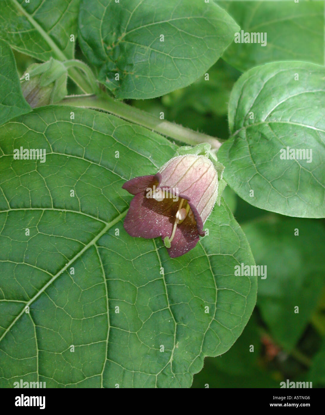 Deadly nightshade bella donna hi-res stock photography and images - Alamy
