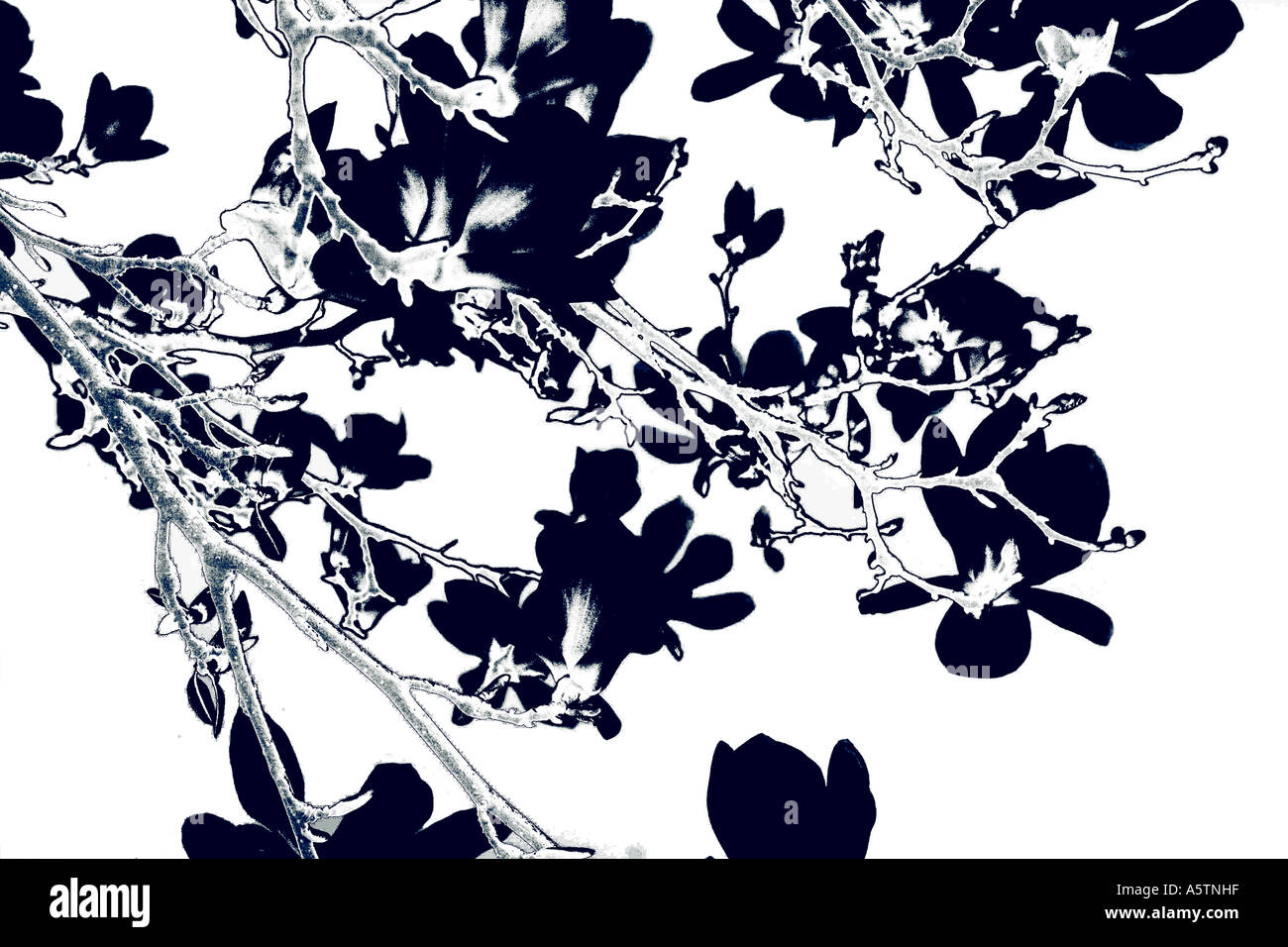 41,900+ Japanese Floral Pattern Stock Illustrations, Royalty-Free