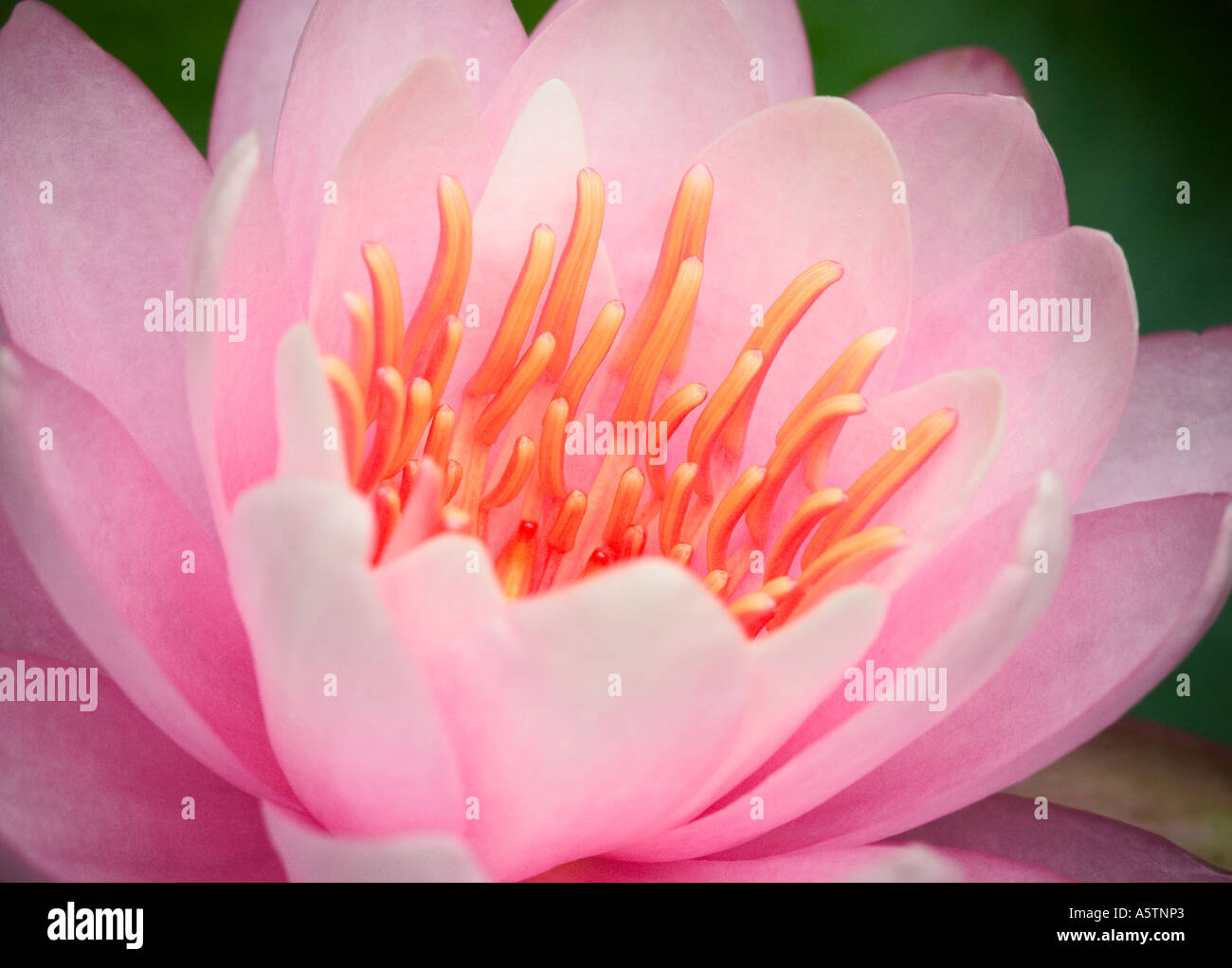Close up of a stunning water lily flower Stock Photo - Alamy