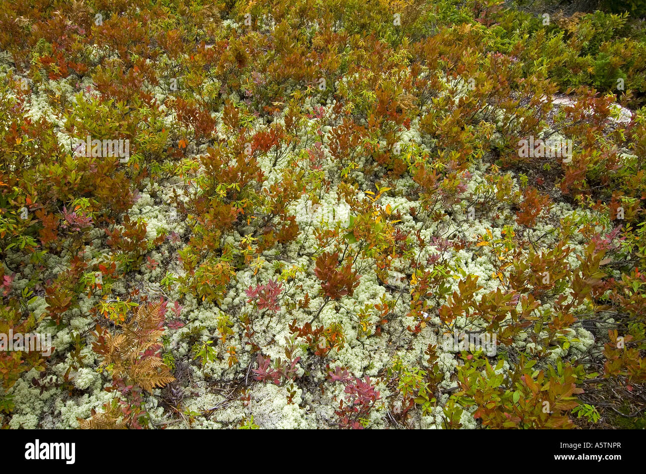 Broad Cove Mtn Trail Cape Breton Highlands NP Nova Scotia Canada Stock
