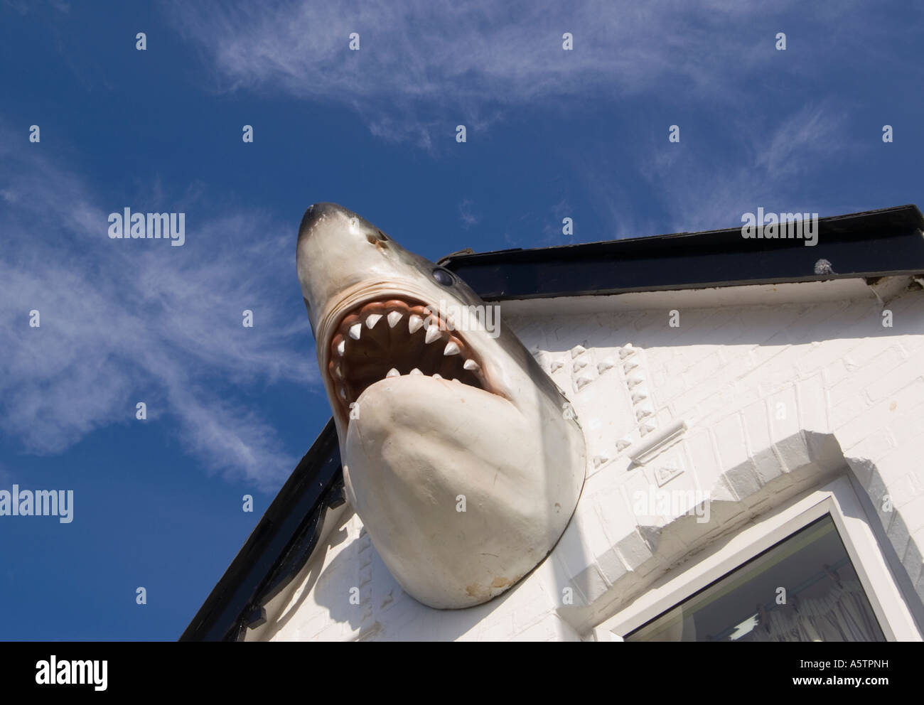 Shark's head on wall outside surf lodge, Newquay, Cornwall, UK Stock Photo