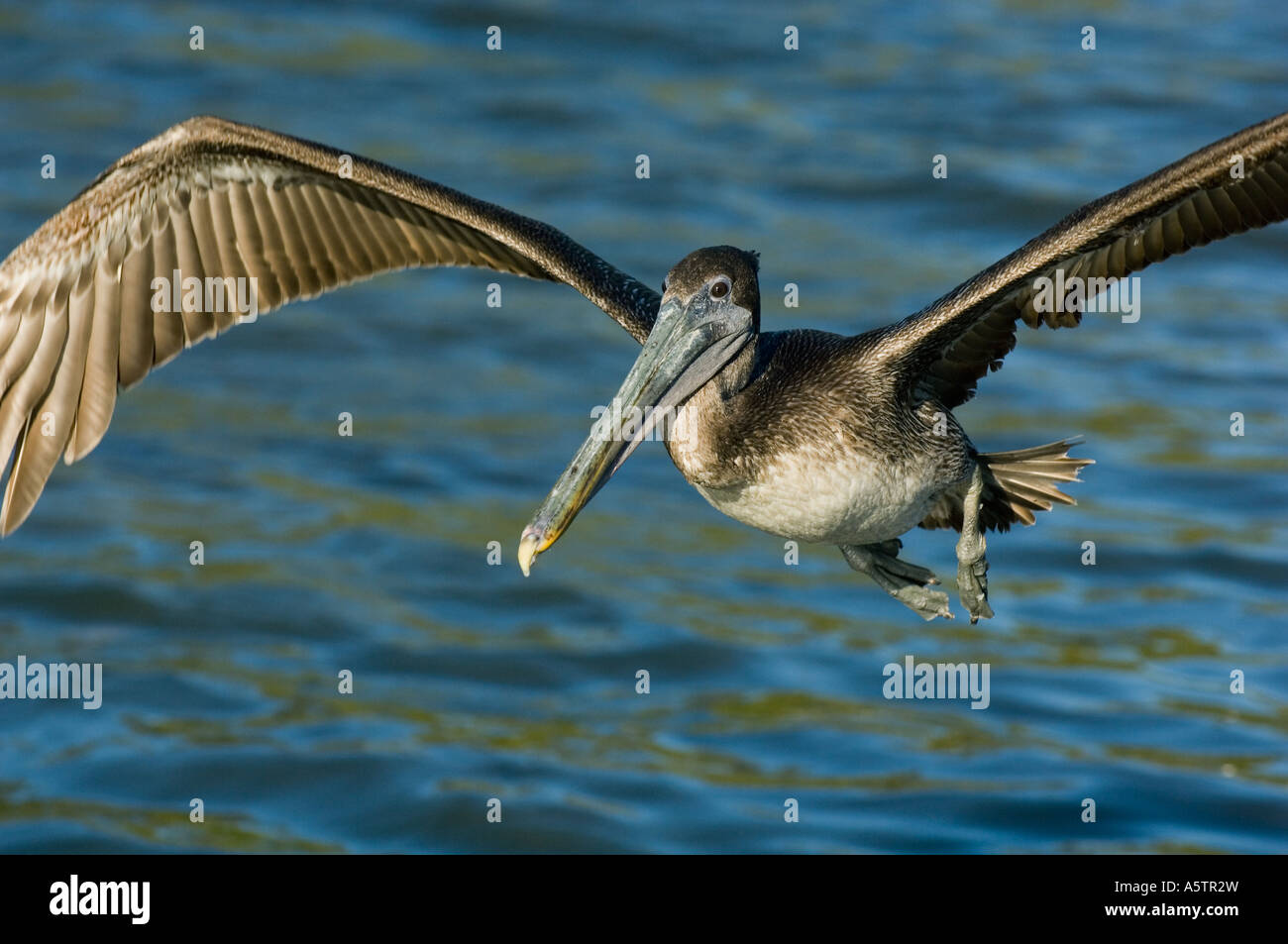 Gulf coast fauna hi-res stock photography and images - Alamy