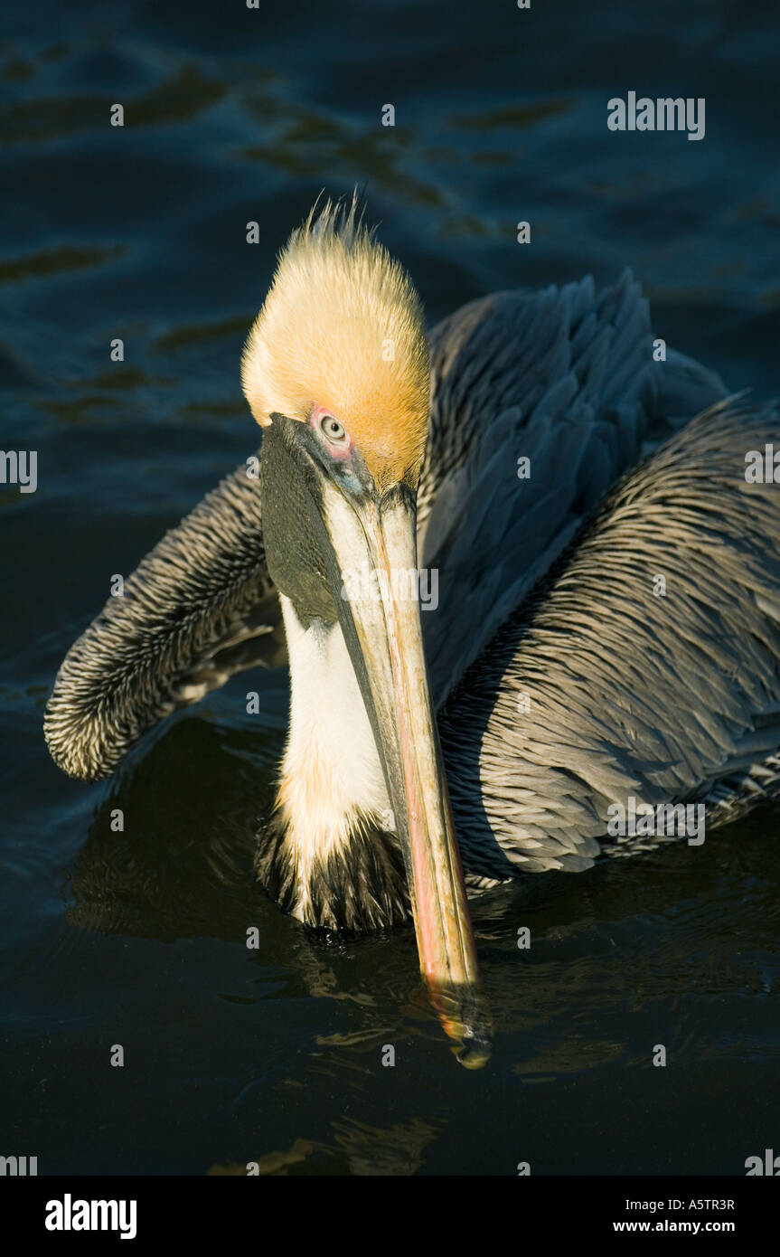 Brown Pelican (Pelecanus occidentalis) Adult, Gulf Coast Florida USA Stock Photo