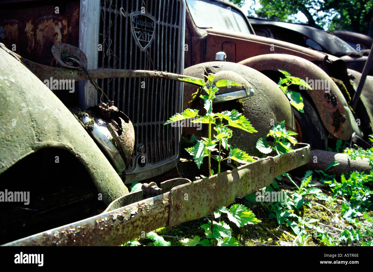 rusting oldtimer car wreck Peugeot 201 in coppice Stock Photo