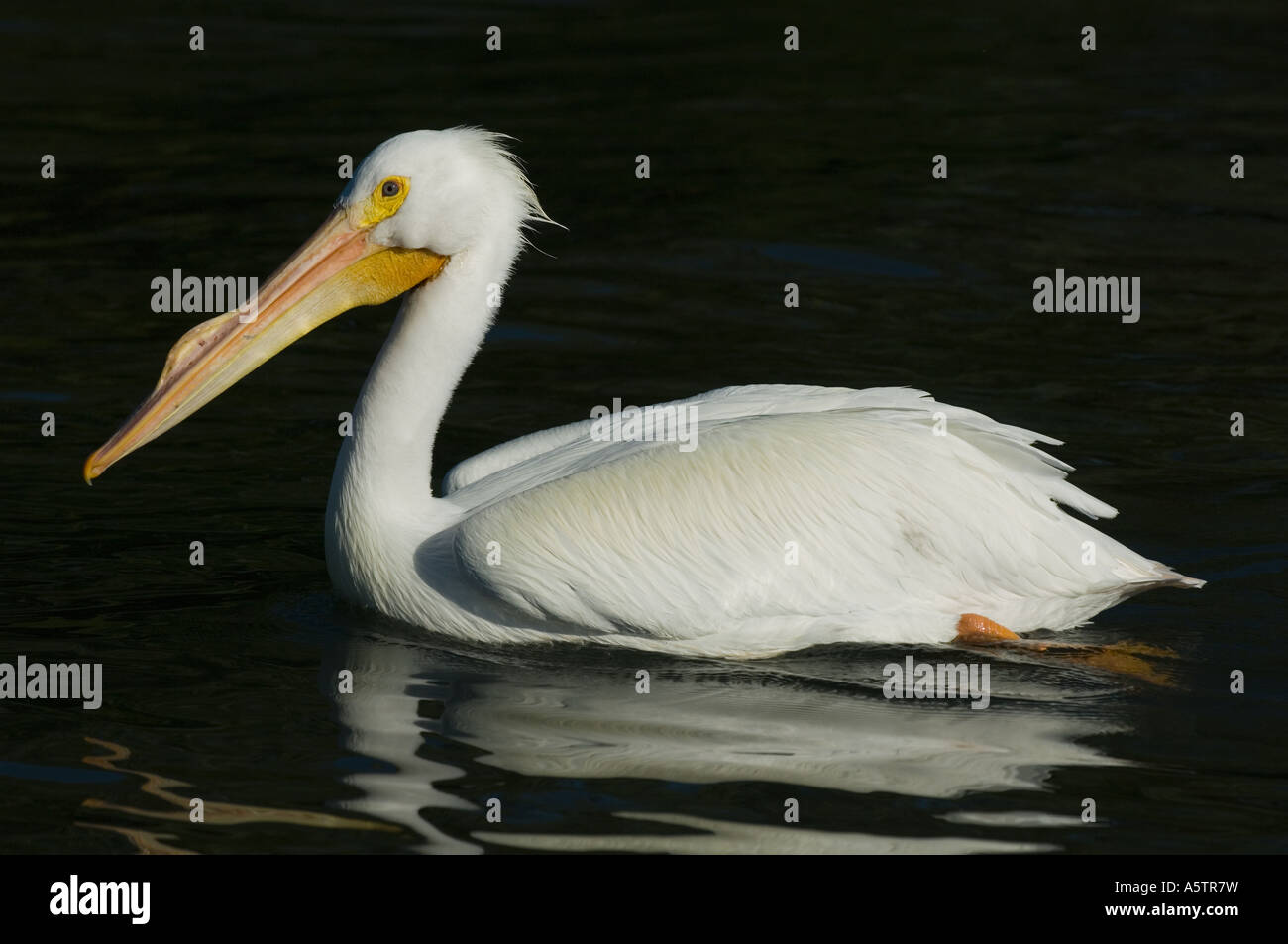 American White Pelican (Pelecanus erythrorhynchos) Gulf Coast, Florida, WINTER Stock Photo