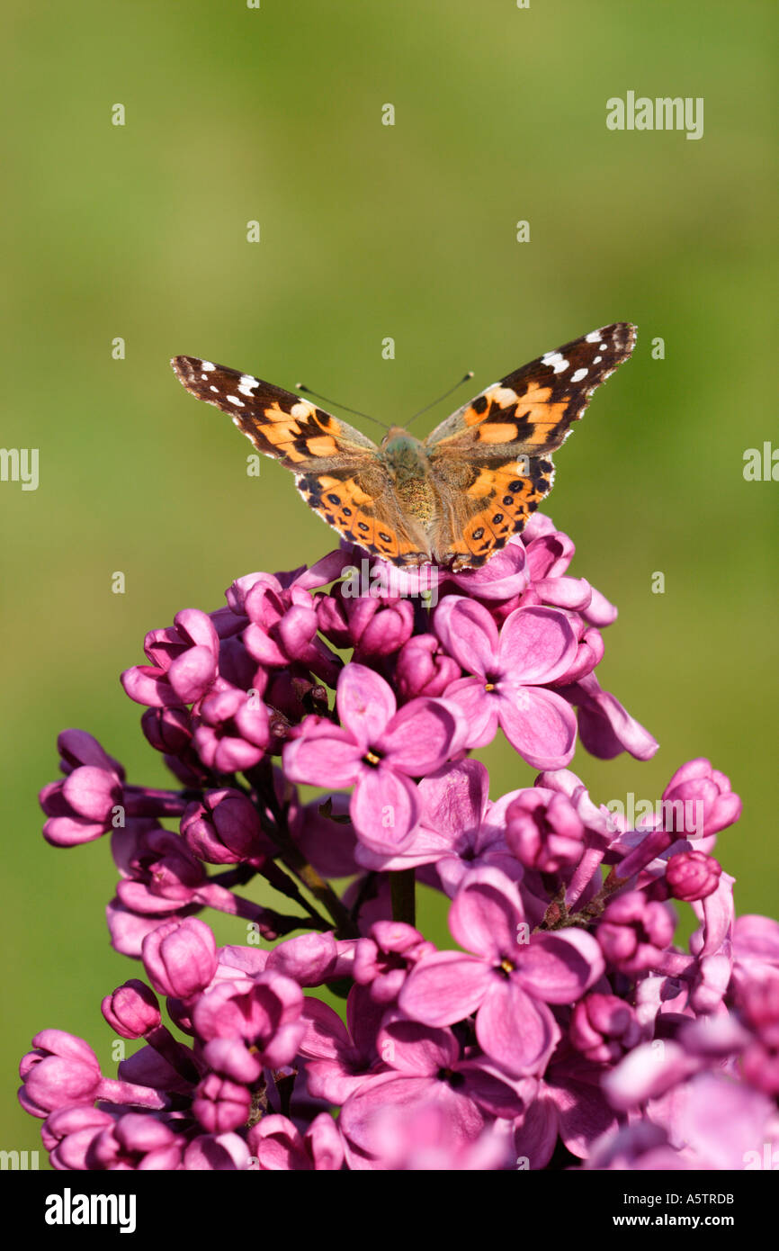 Painted Lady Butterfly on Lilac Flowers Stock Photo