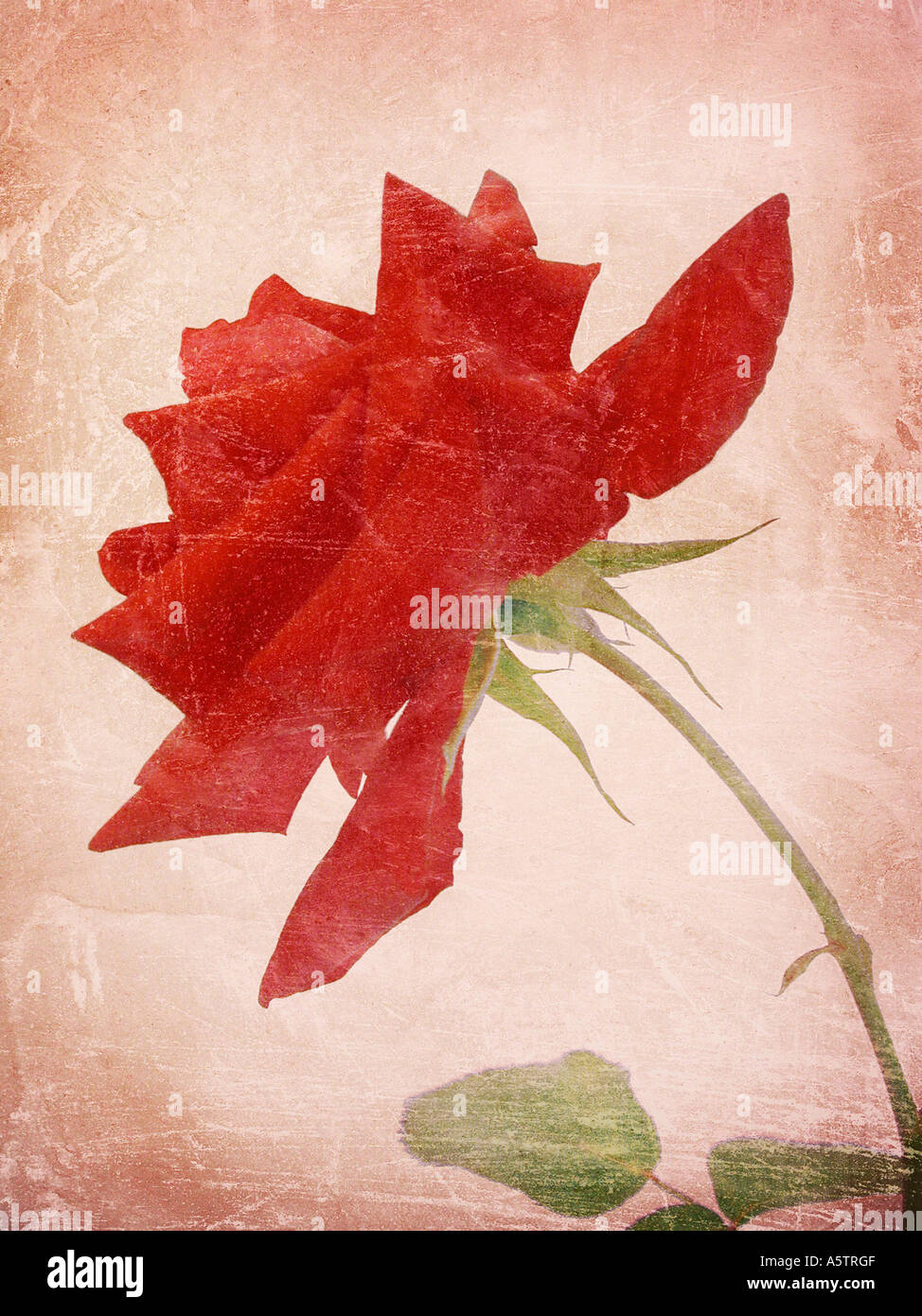 common-name-rose-latin-name-rosa-stock-photo-alamy