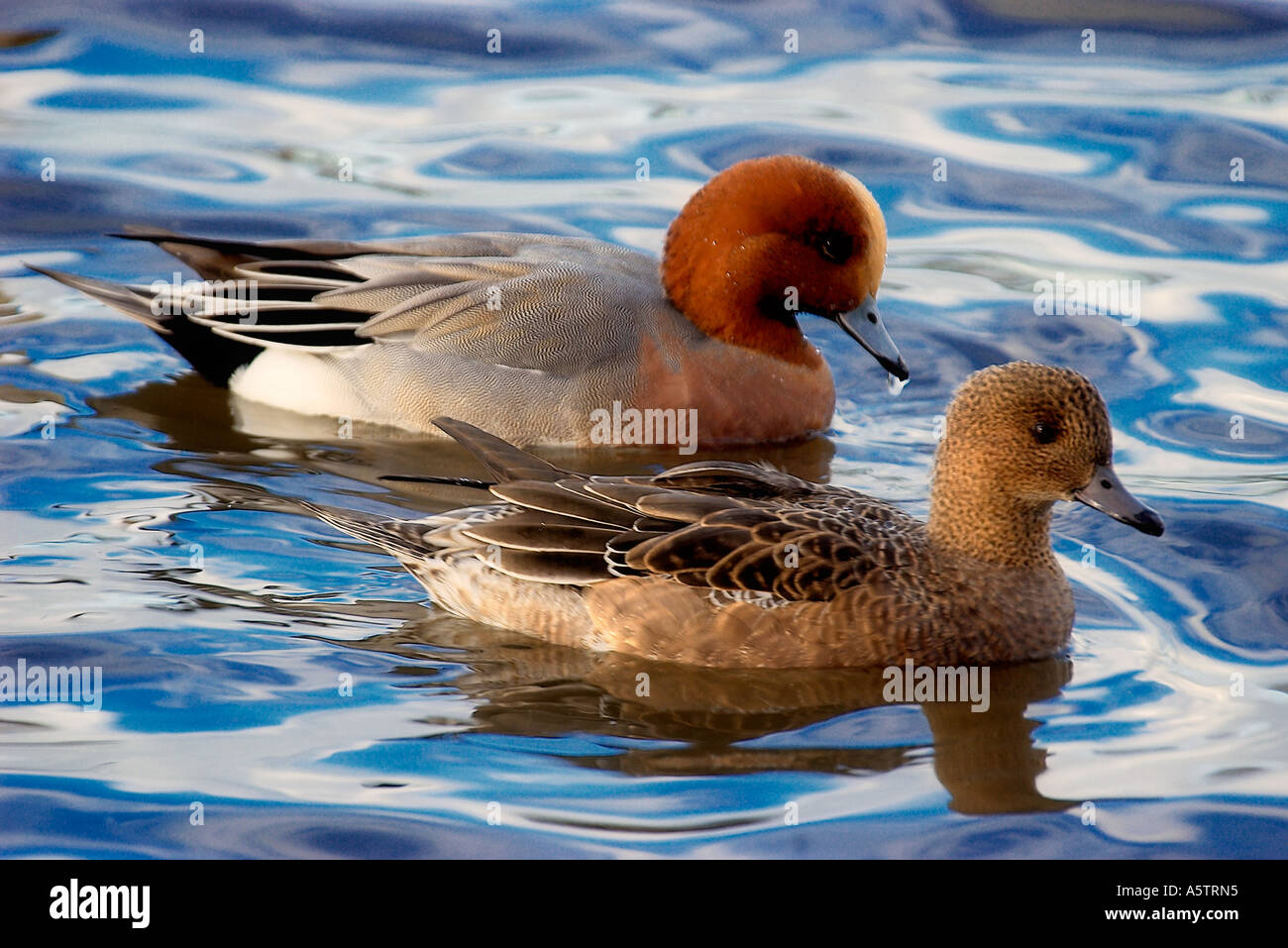 Eurasian Wigeon Male And Female Stock Photo Alamy Eurasian Wigeon Male And Female Stock Photo Alamy