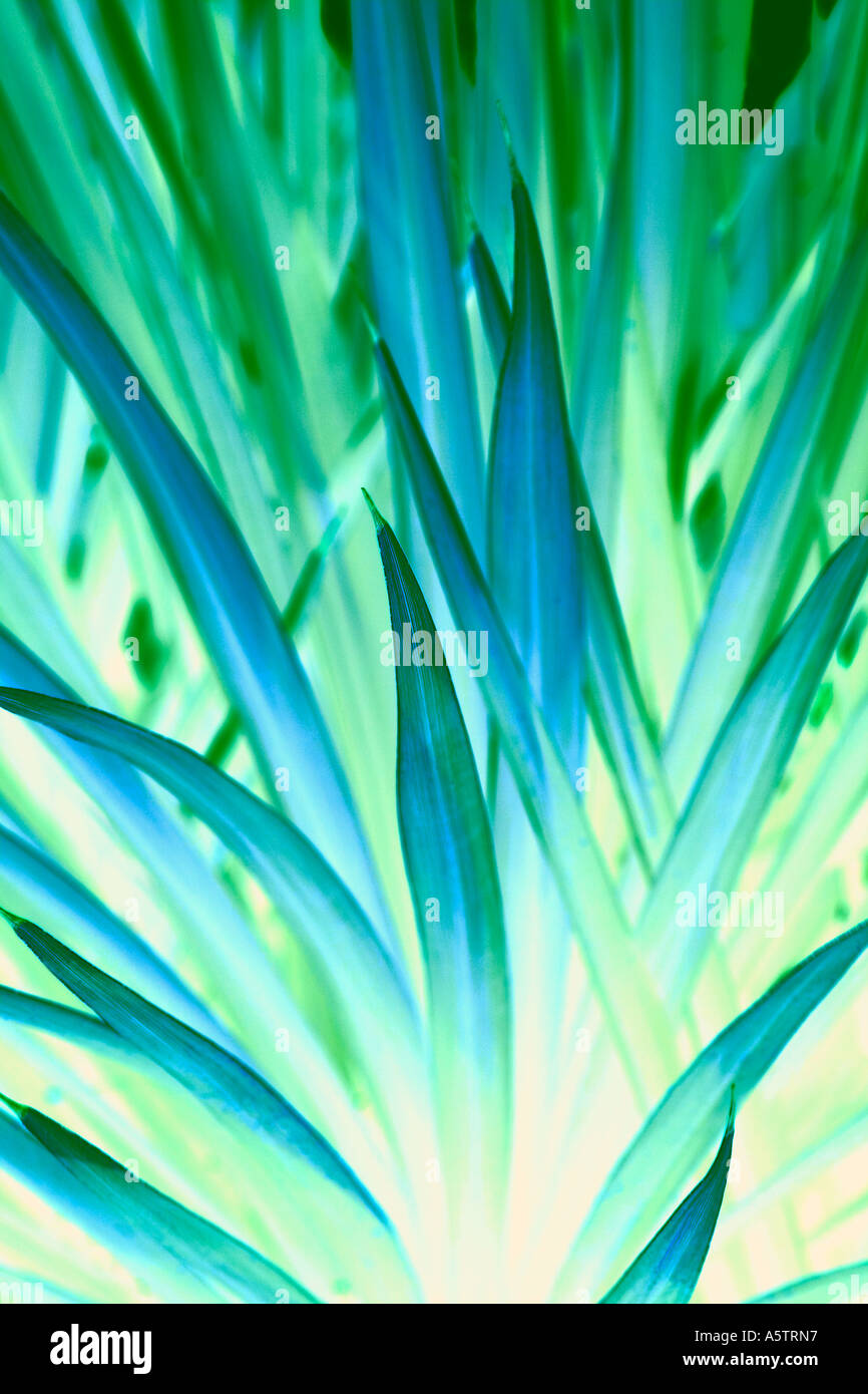 An abstract, color enhanced shot of Foliage. Stock Photo