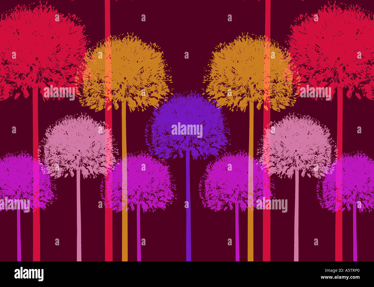 Graphic pattern - Allium illustration Stock Photo
