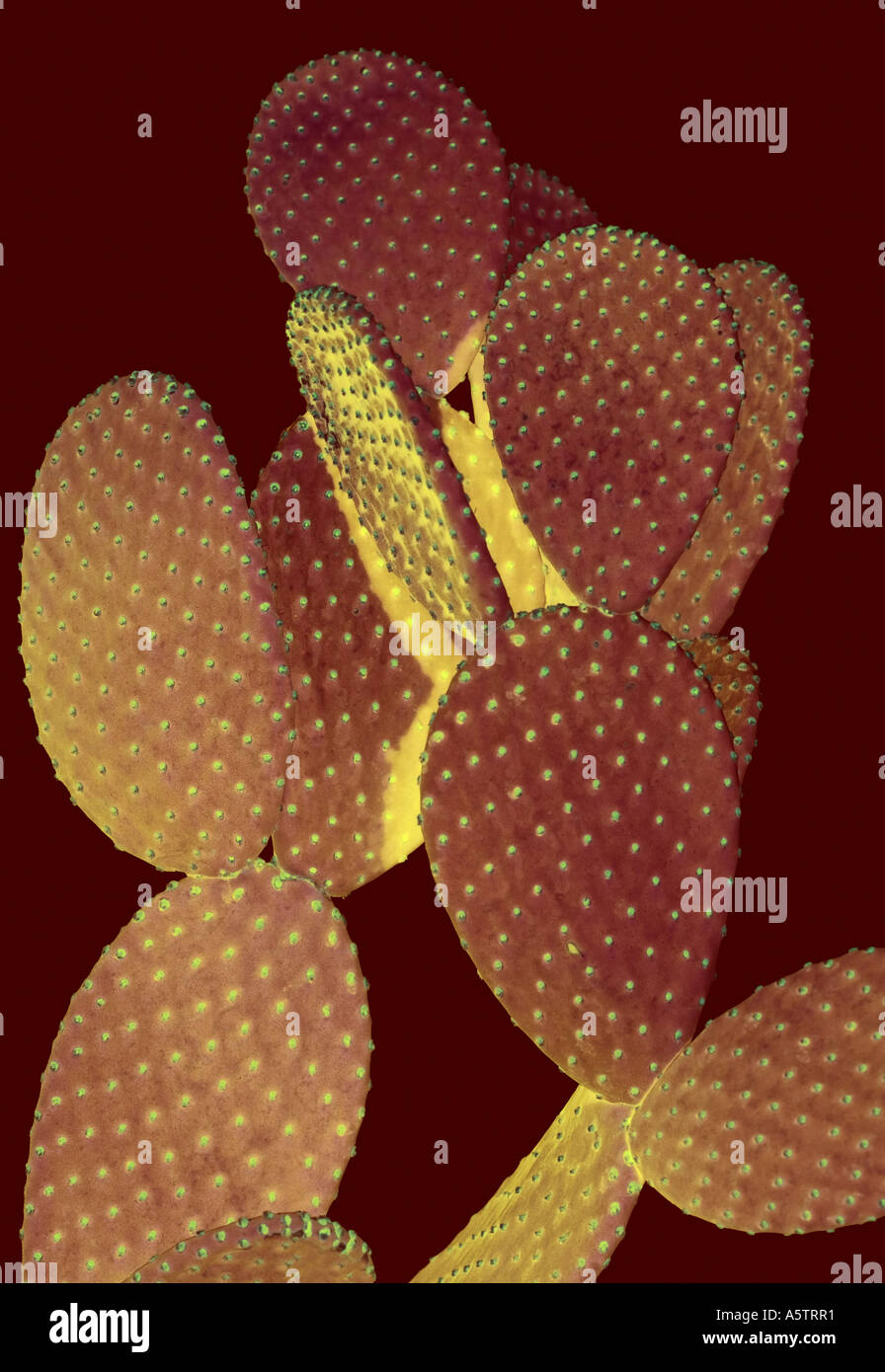 Graphic photo-illustration of a Cactus. Stock Photo
