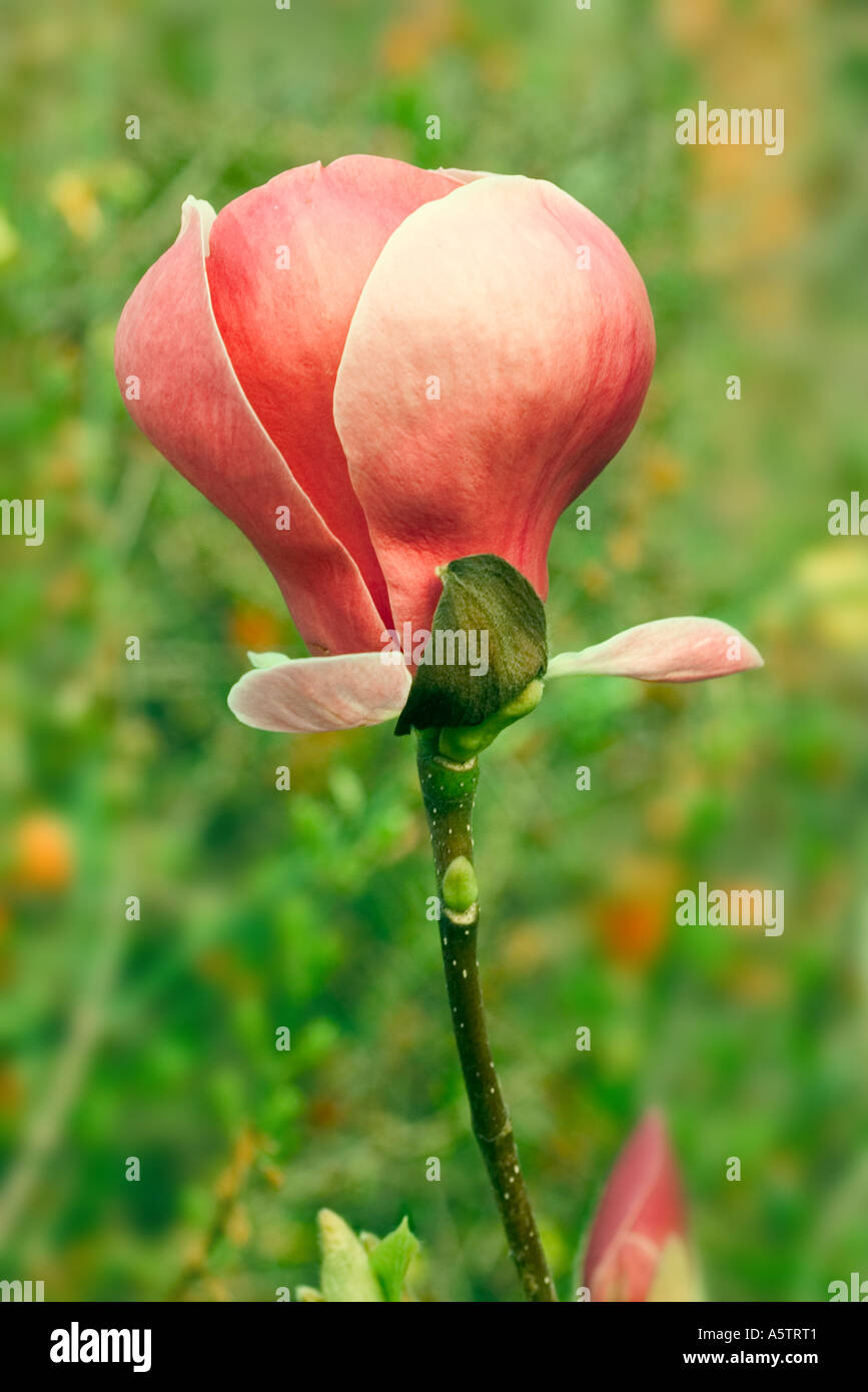 COMMON NAME Magnolia LATIN NAME Magnolia Stock Photo Alamy