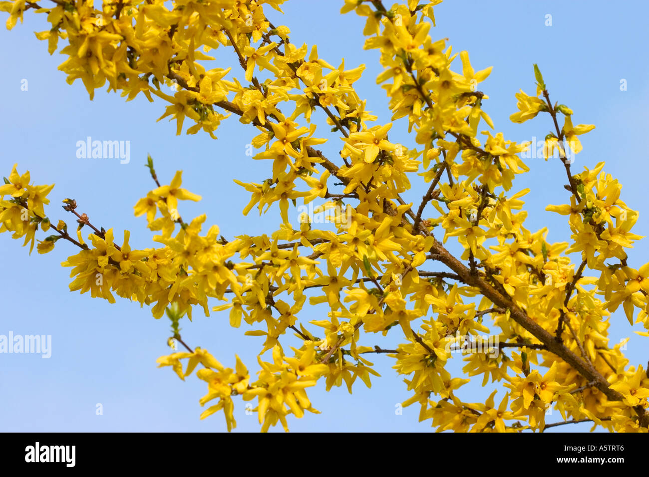 Branch Of Forsythia High Resolution Stock Photography And Images Alamy Branch Of Forsythia High Resolution Stock Photography And Images Alamy