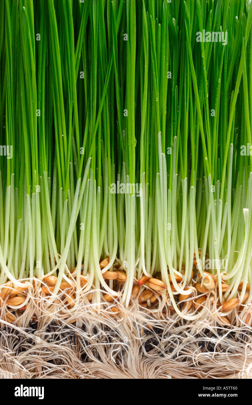 Cross Section of soil roots and grass Stock Photo