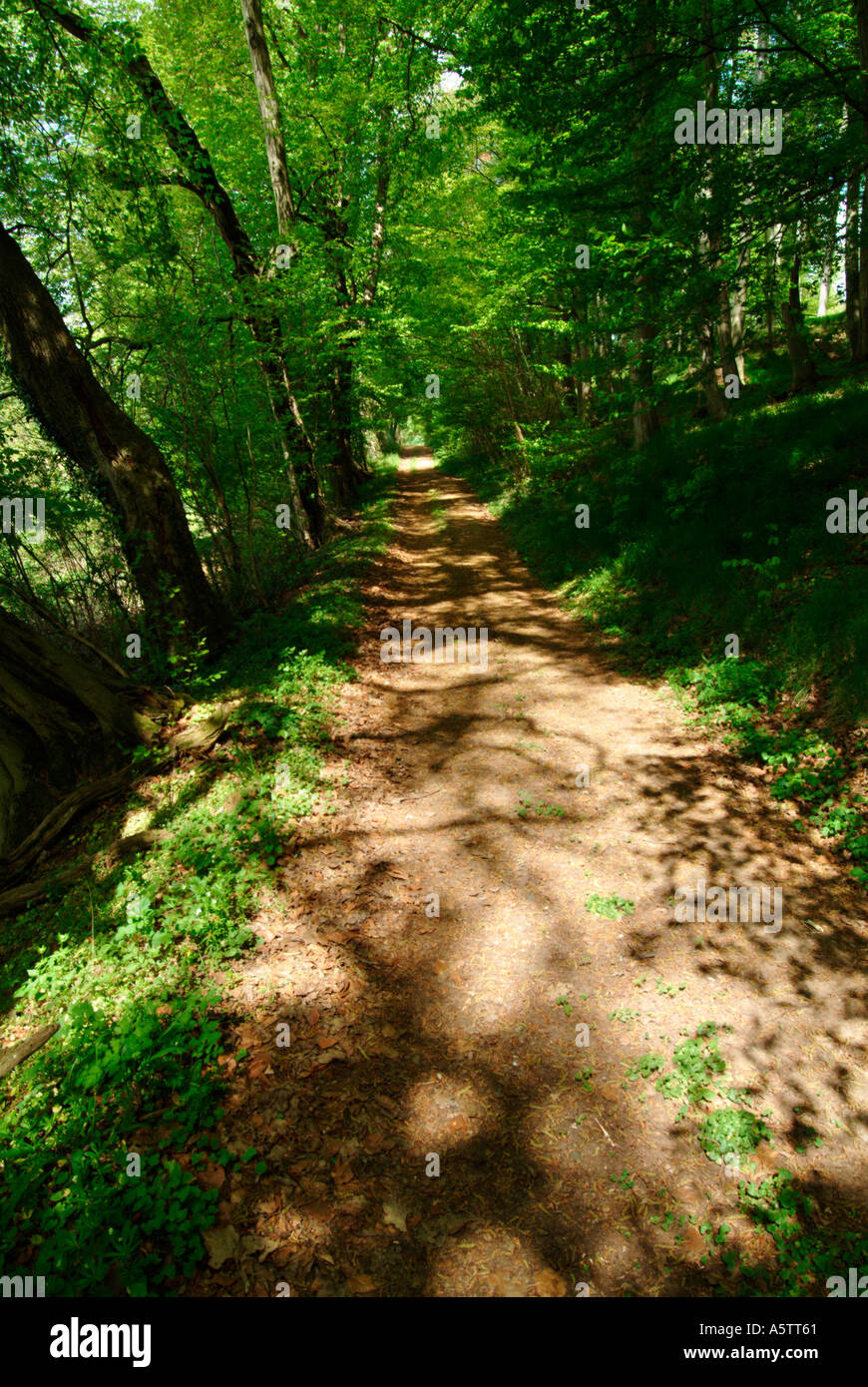 Empty forest footpath hi-res stock photography and images - Alamy