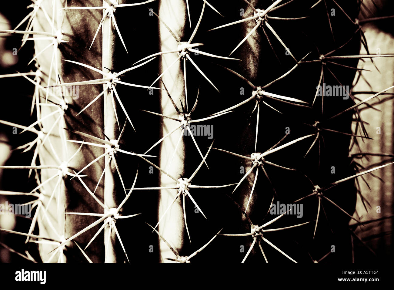 Graphic Pattern - Cactus Stock Photo