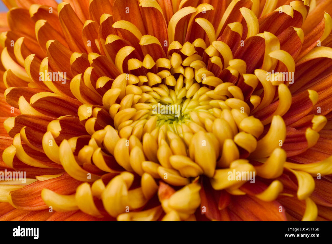 Stunning Close up of a Chrysanthemum flower. Stock Photo