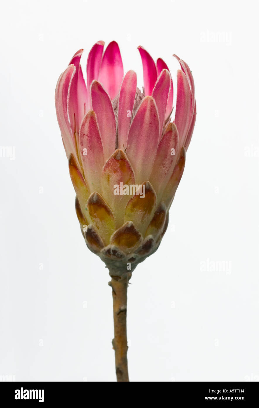 A single Protea flower cut-out. Stock Photo