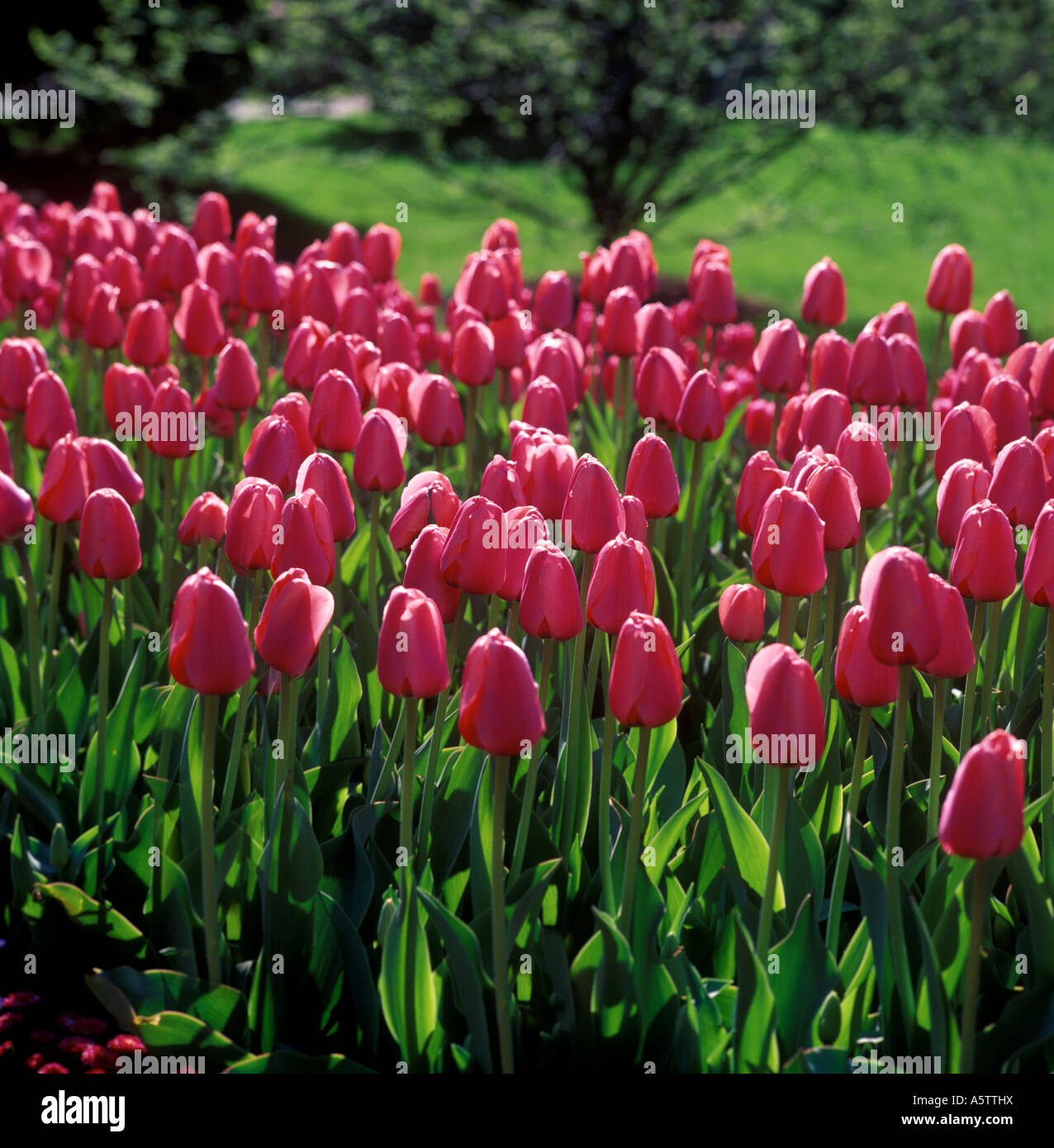 Tulip Pink Flowers In The Spring Weather Garden USA Stock Photo