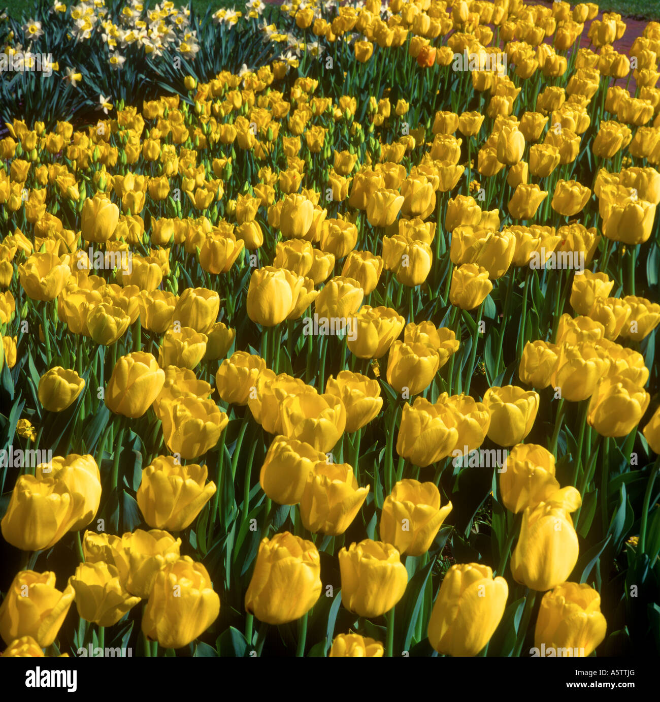 Tulip Yellow  Flowers In The Spring Weather Garden USA Stock Photo