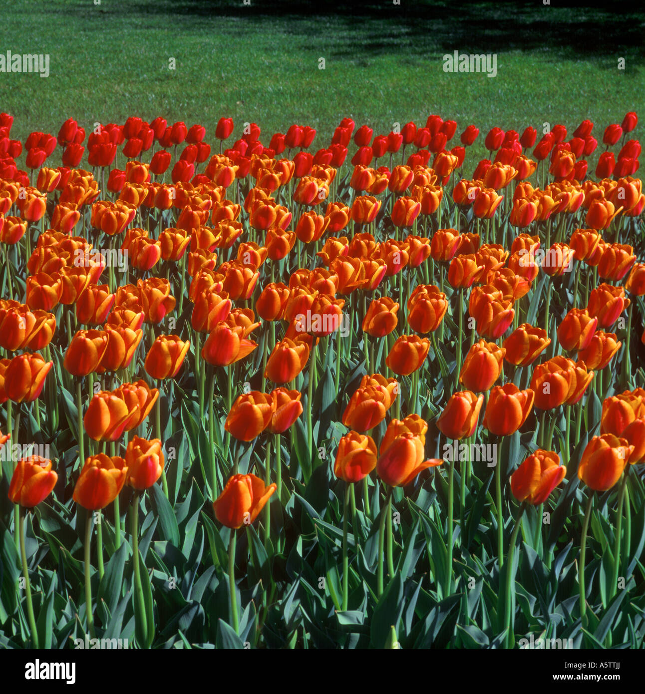 Tulip Yellow Orange Flowers In The Spring Weather Garden USA Stock Photo