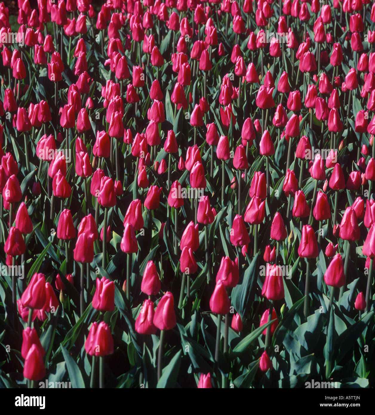 Tulip Pink Flowers In The Spring Weather Garden, USA Stock Photo