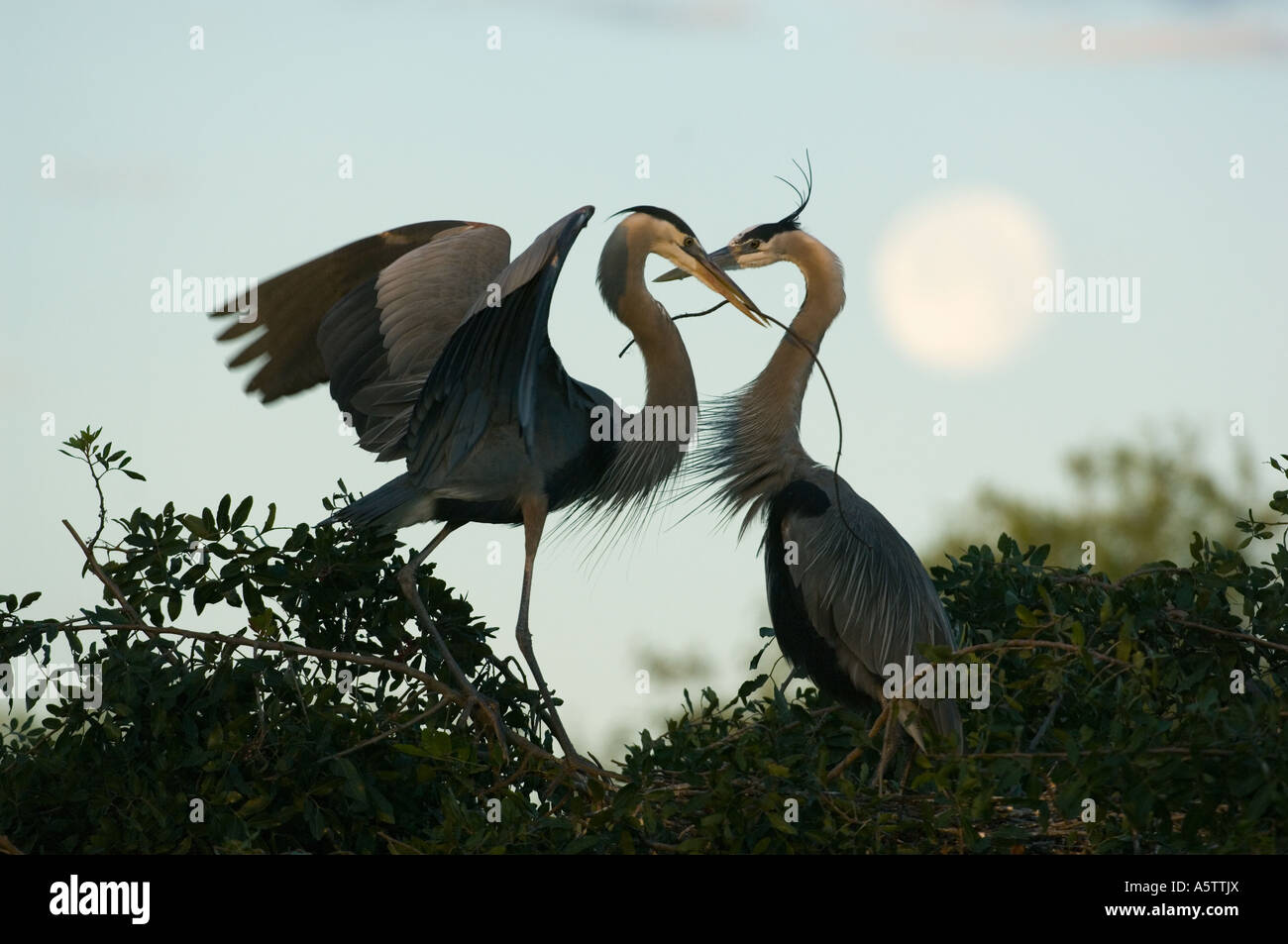 Great Blue Herons (Ardea herodias) Nesting pair and moon,  Gulf Coast Florida USA Stock Photo