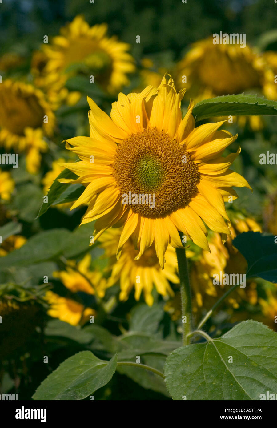 COMMON NAME Sunflower LATIN NAME Helianthus Annus Stock Photo Alamy common-name-sunflower-latin-name-helianthus-annus-stock-photo-alamy