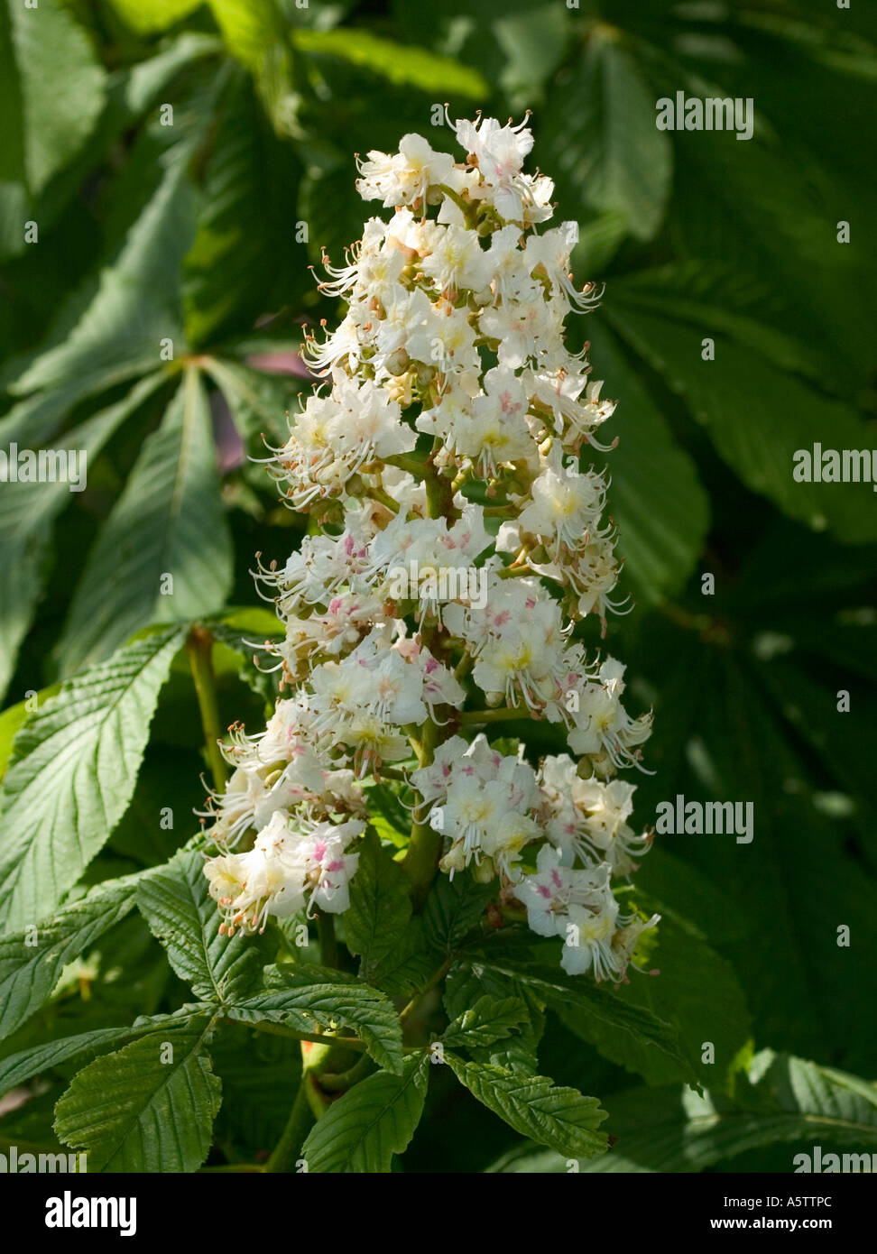 Natural shot of a Horse chestnut tree in flower. Stock Photo