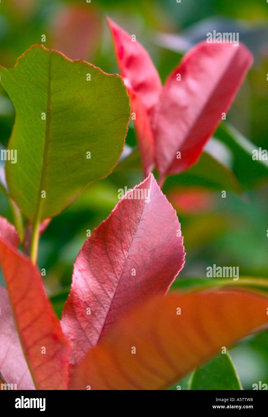 The shrub, Red robin in detail Stock Photo Alamy
