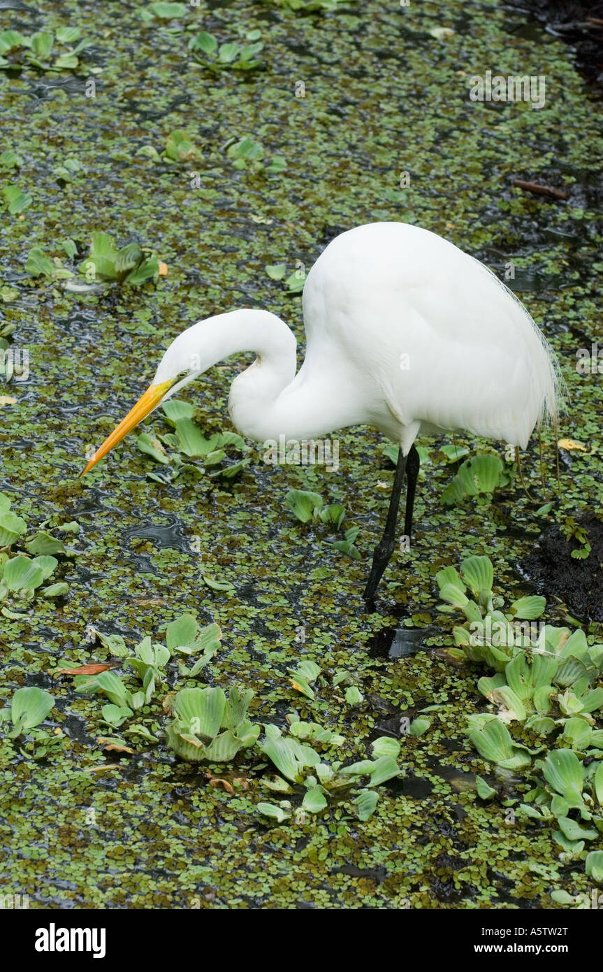 Great Egret (Egretta alba) Audubon Corkscrew Swamp Sanctuary, Southern FLORIDA Stock Photo