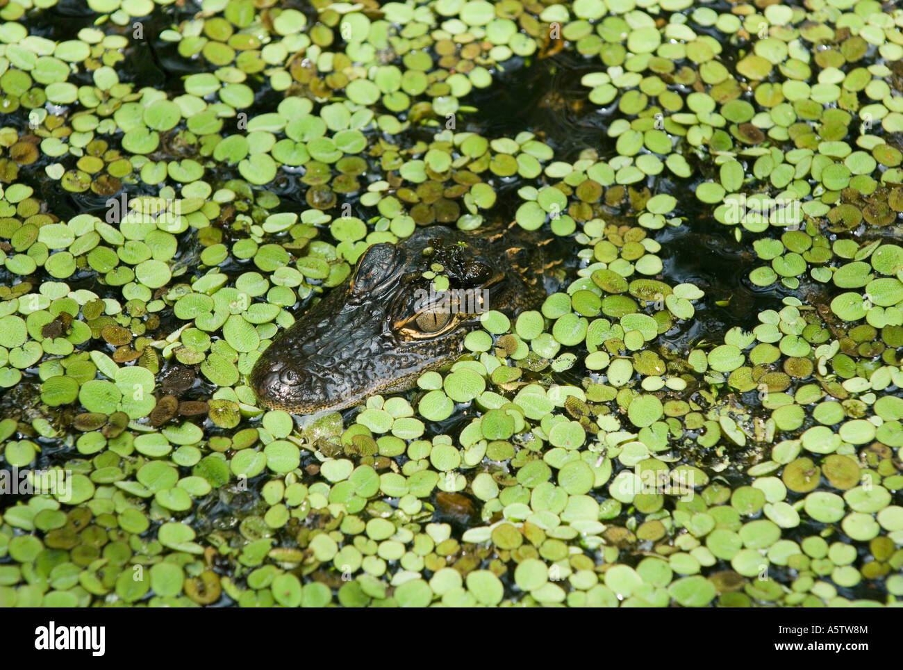 American Alligator (Alligator mississippiensis) In duckweed, Audubon Corkscrew Swamp Sanctuary, South Florida Stock Photo
