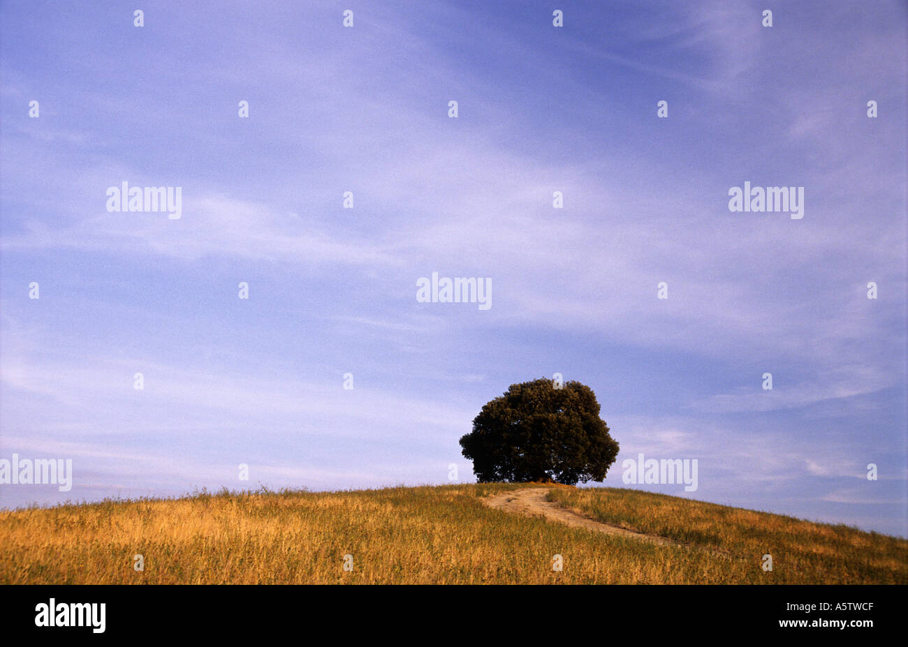 Tree hill tuscany hi-res stock photography and images - Alamy