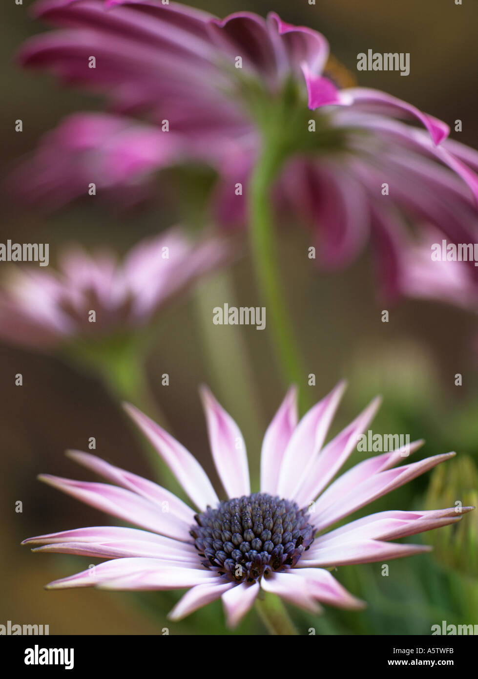 OSTEOSPERMUM SILVIA or African Daisy differentially focused on centre of pink and white flower with other flowers out of focus Stock Photo