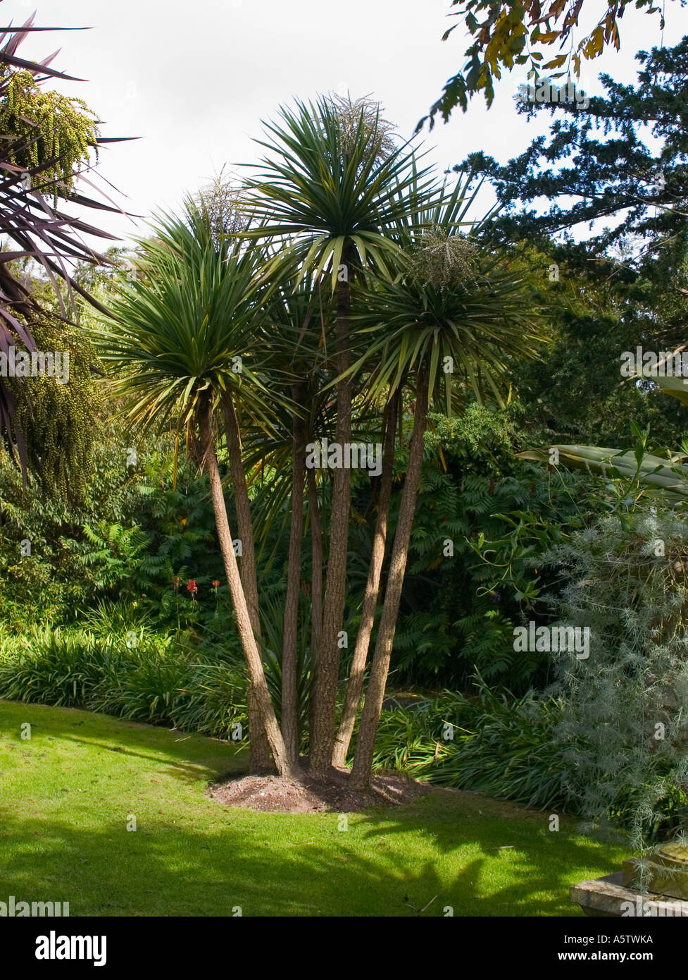 Tropical garden with palm trees Stock Photo