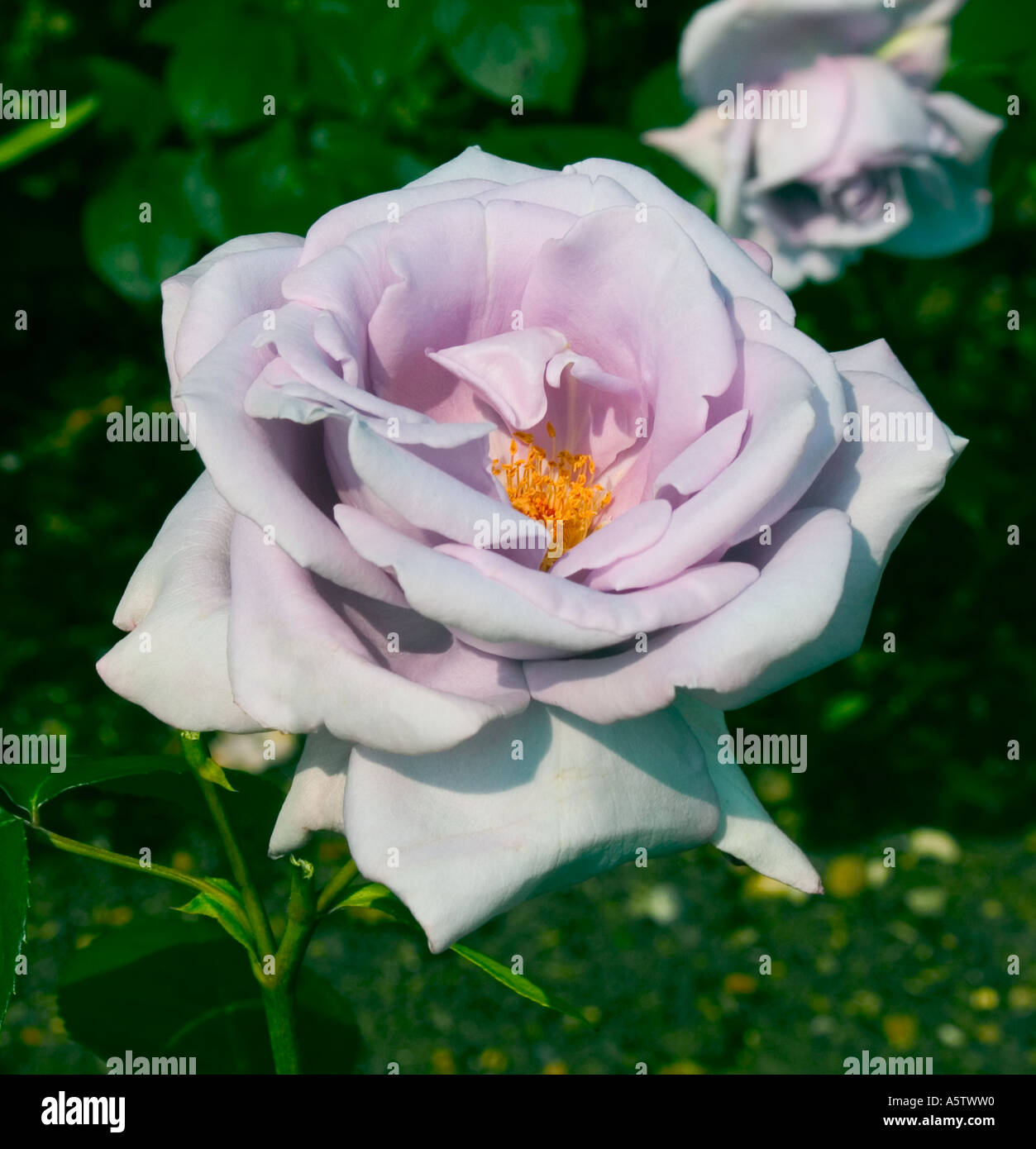 Rosa - 'Blue Moon' Rose shot in natural environment Stock Photo