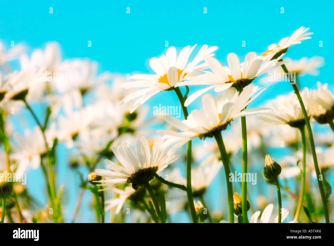 Worms eye view of daisies shot against vivid blue sky backdrop Stock Photo
