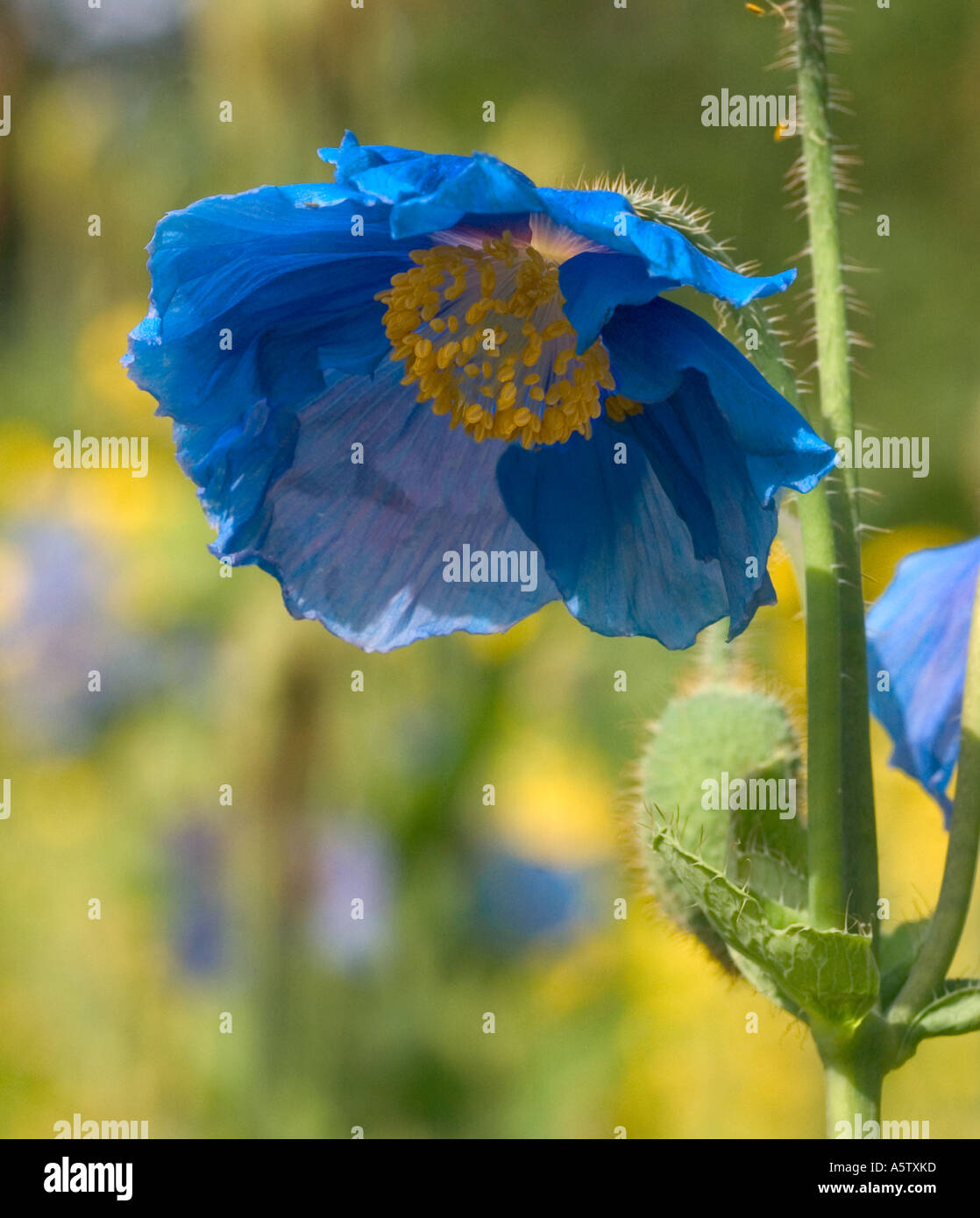 Meconopsis x sheldonii hi-res stock photography and images - Alamy