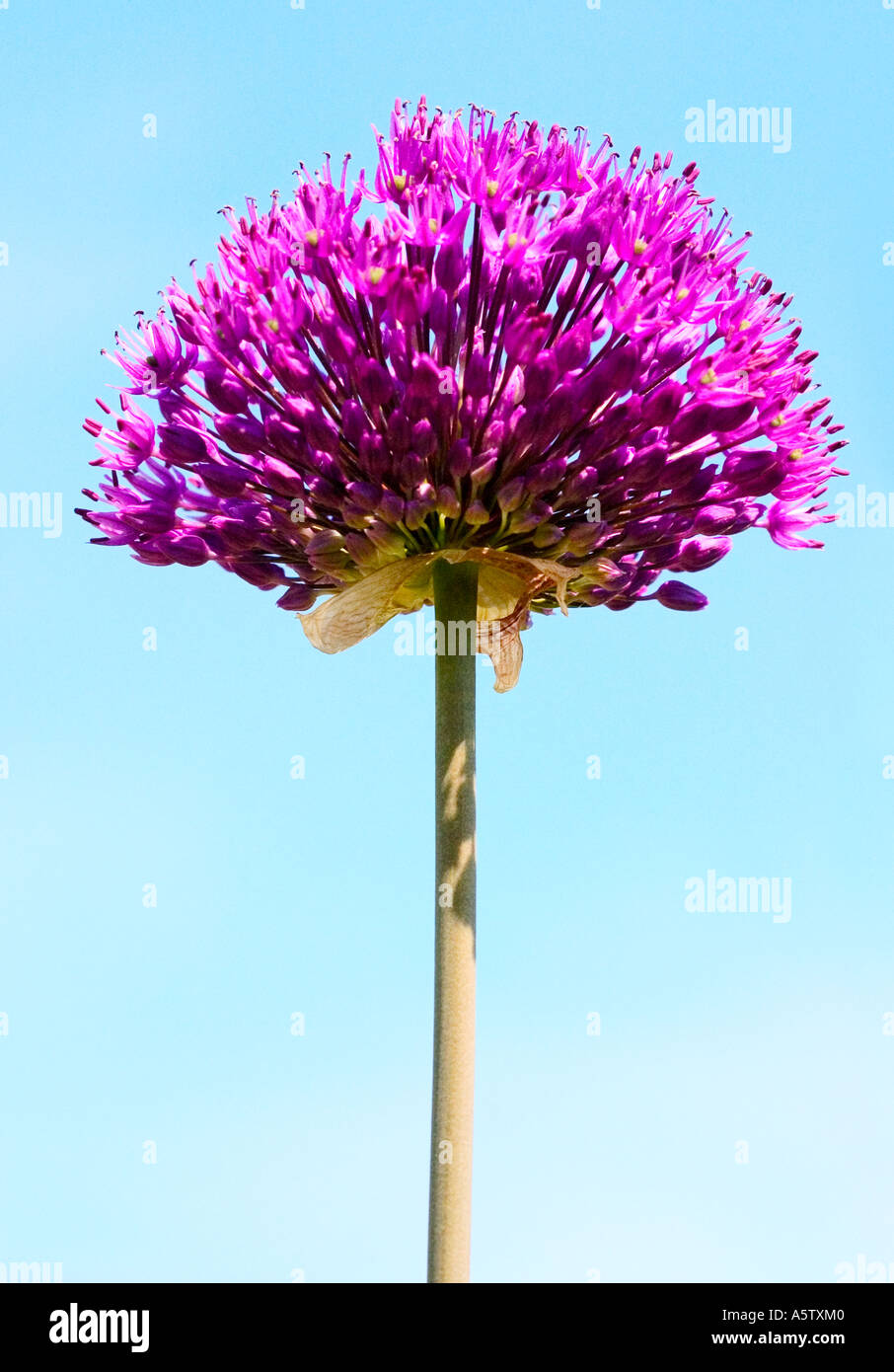 Purple round flower hires stock photography and images Alamy