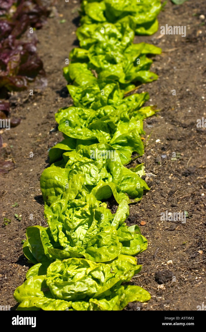 Young lettuce growing in rows on an allotment Stock Photo Alamy