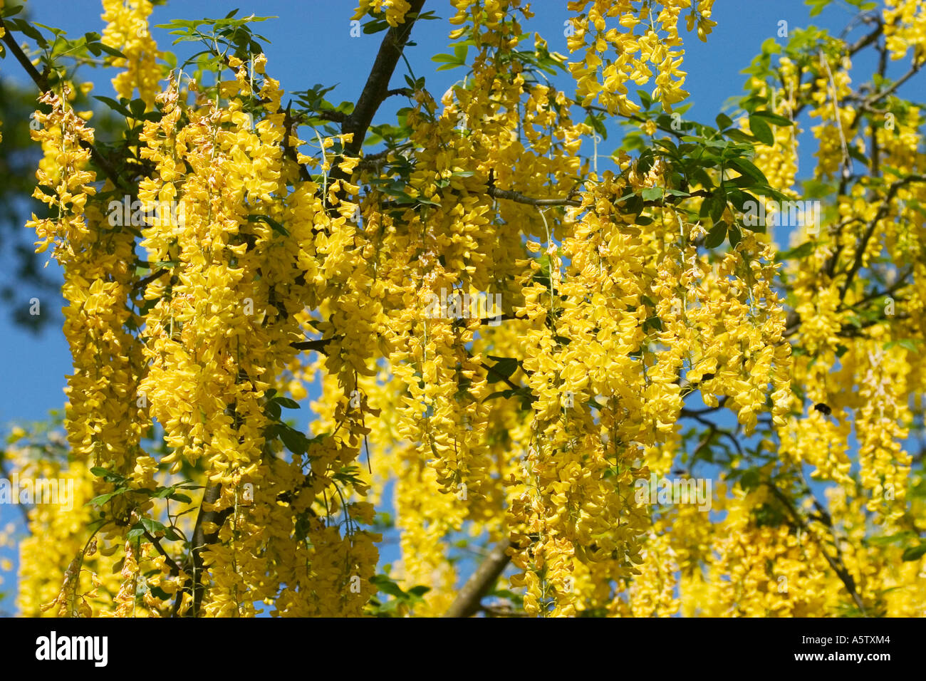 Flowering Laburnum tree - Laburnum anagyroides. Stock Photo