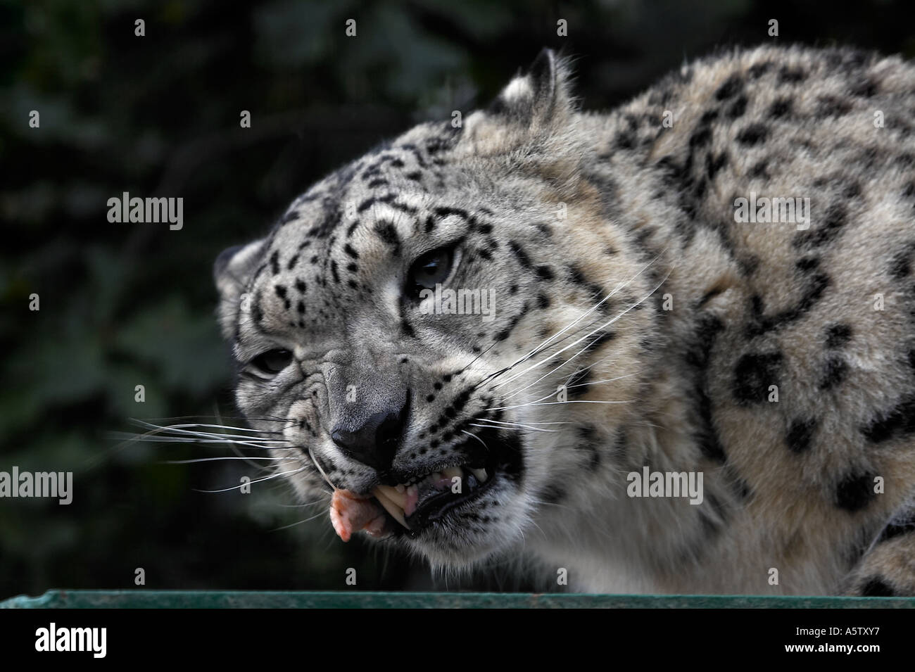 Snow Leopard Stock Photo