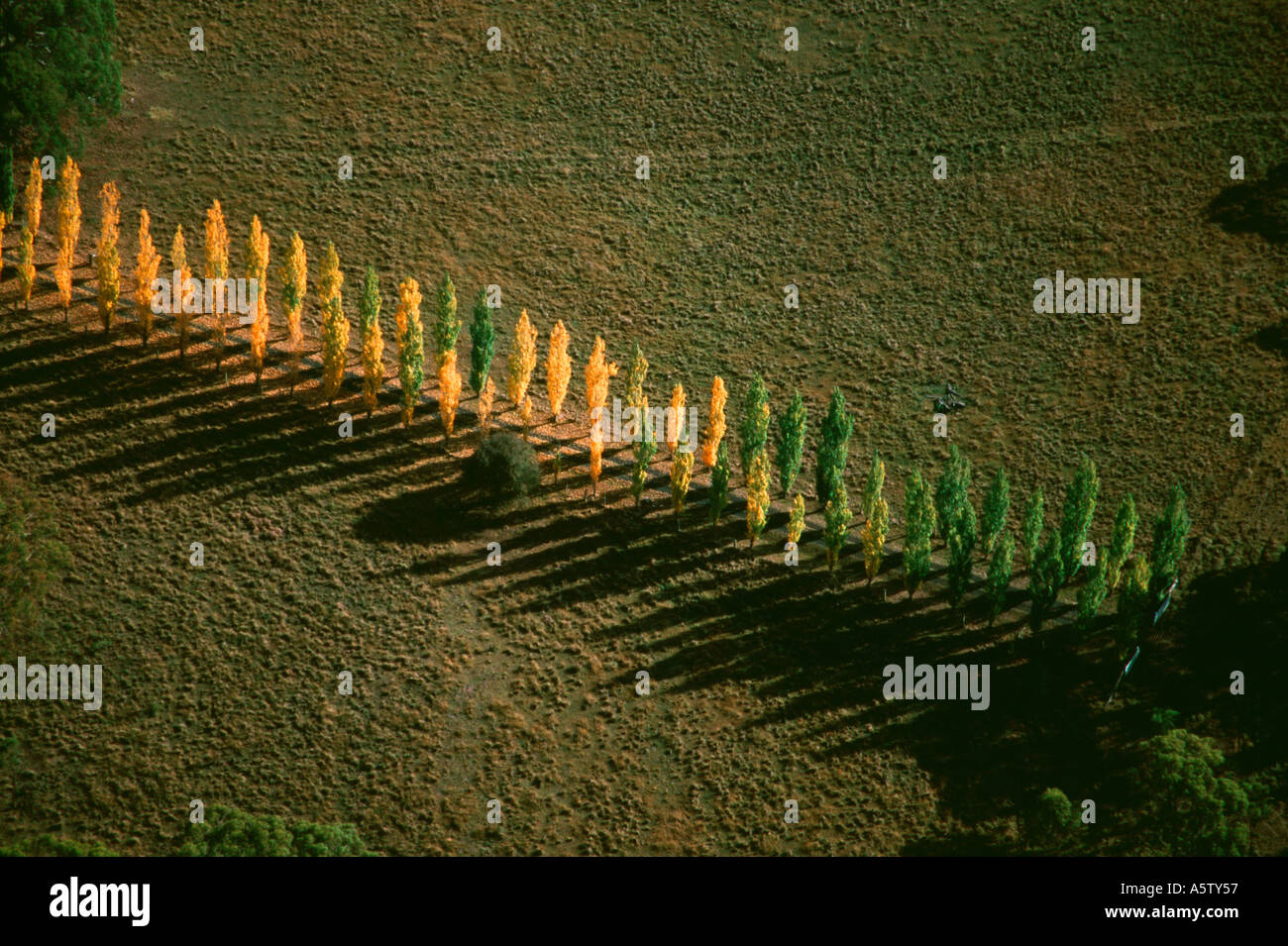 Group of trees hi-res stock photography and images - Alamy