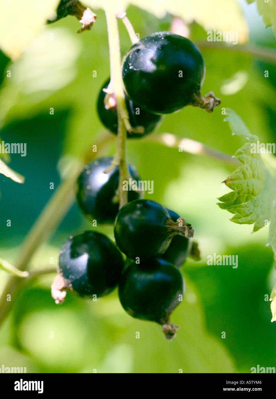 COMMON NAME:   Blackcurrants LATIN NAME: Ribes nigrum Stock Photo