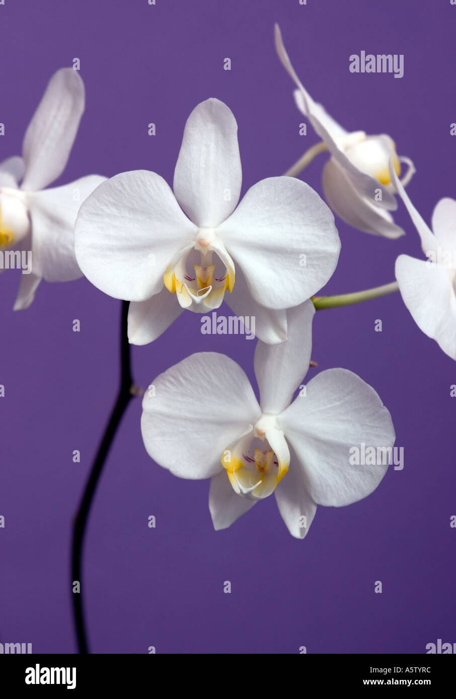 Purple and white moth orchids hi-res stock photography and images - Alamy