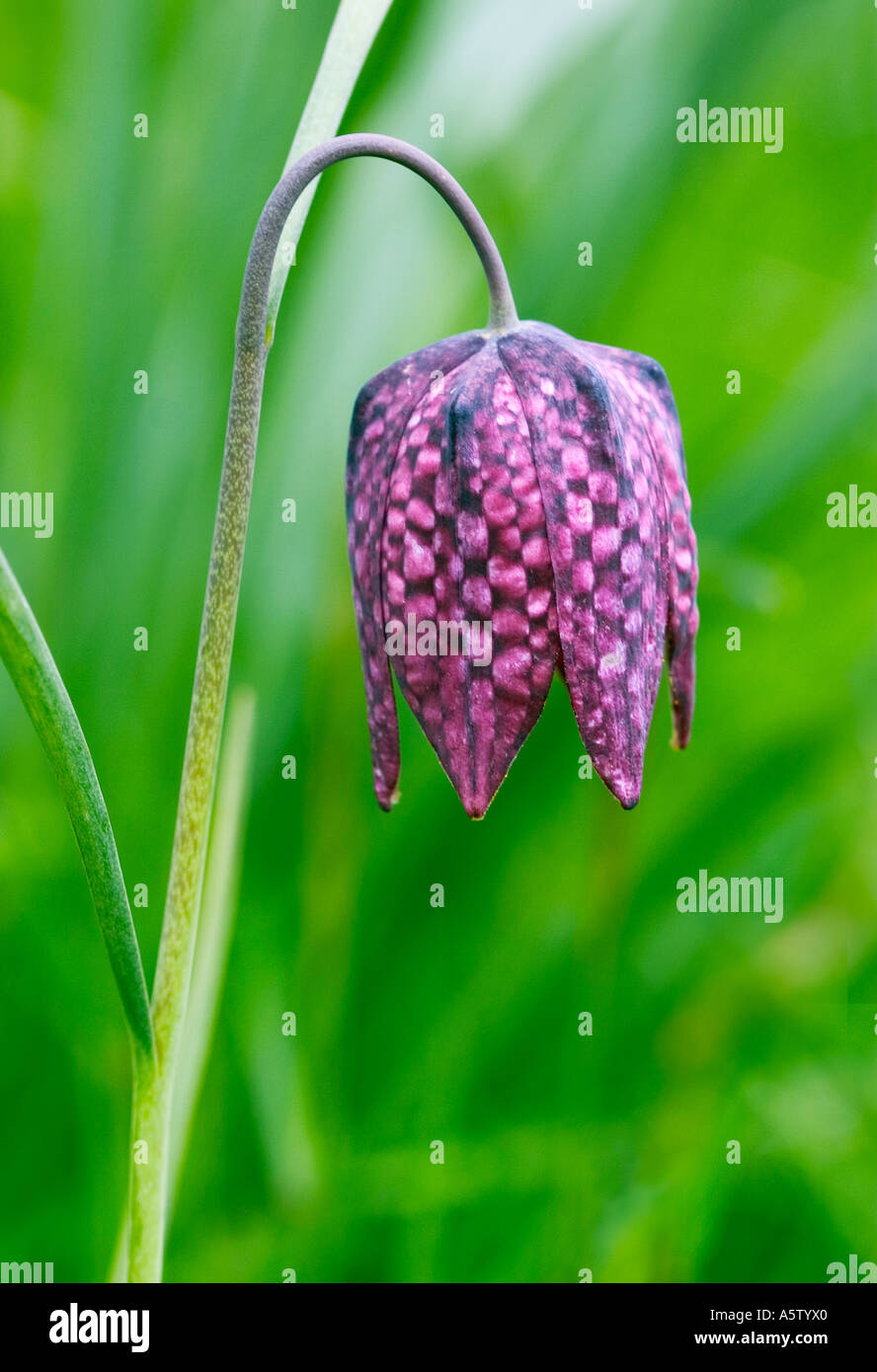 Close up shot of a single Fritillary 'snake's head' flower. Stock Photo