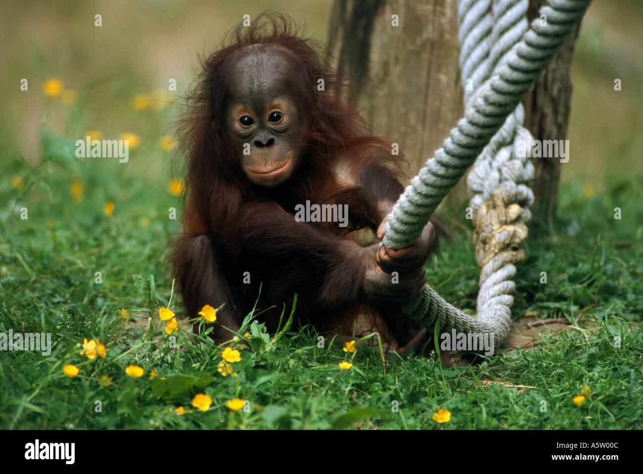 young Sumatran Orangutan / Pongo pygmaeus abeli Stock Photo