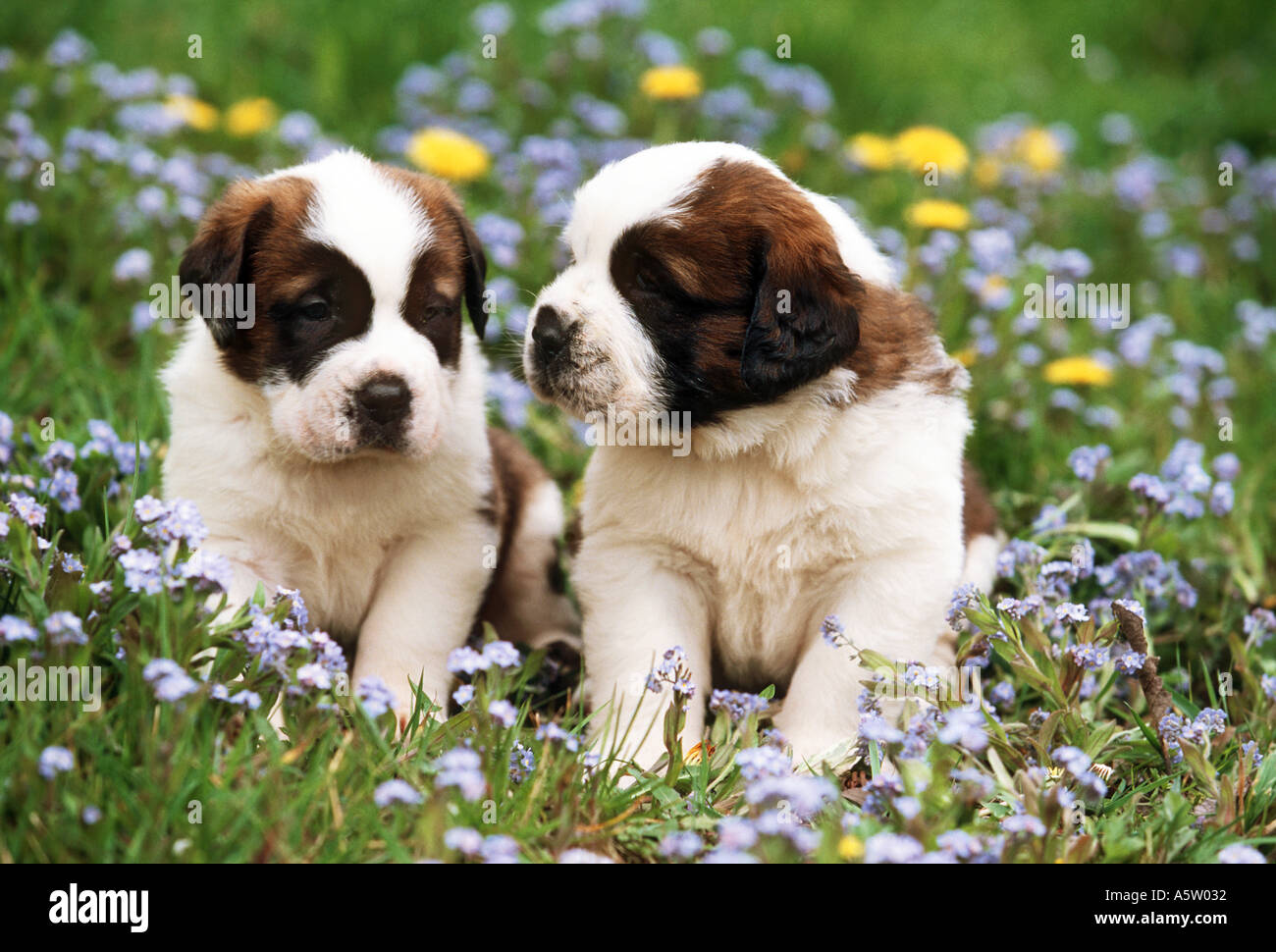 St bernard rescue dog hi-res stock photography and images - Alamy