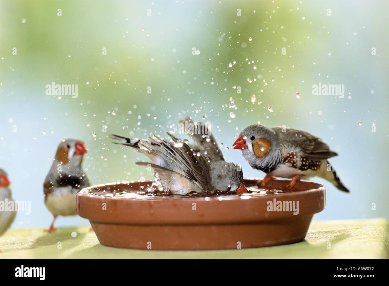 Zebra finch (Poephila guttata). Two birds bathing in a dish filled