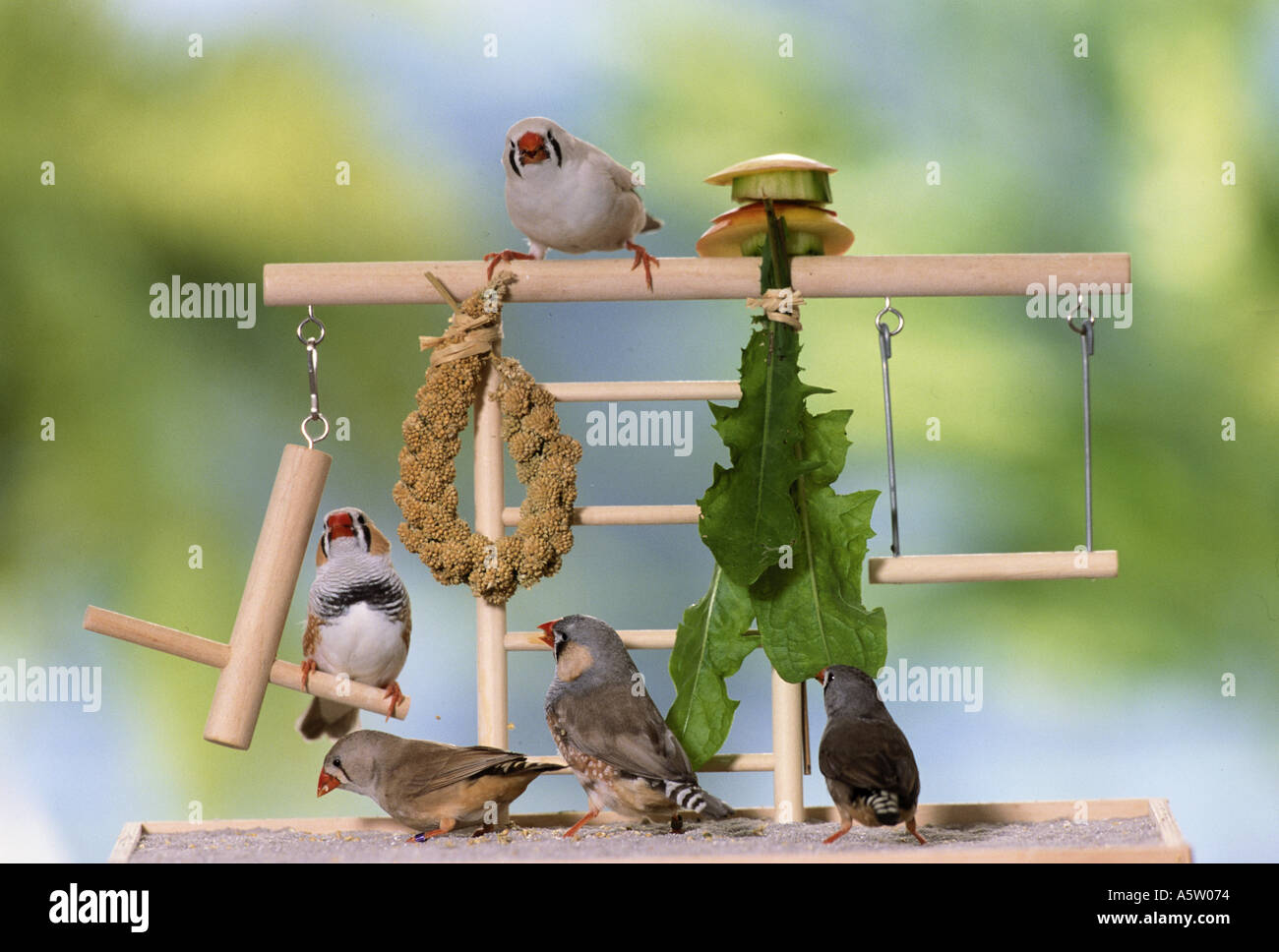 five Zebra finches at bird-accessories 